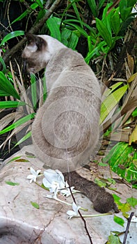 Cat sitiing on flower on marble garden bench in wet garden after the rain