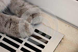 cat siting on a heating radiator. heating season. low temperature at building on winter time