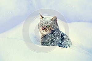 Cat siting in snow