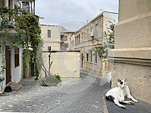Cat sits against the wall of the house on Ilyas Efendiev street in the old town of Icheri Sheher in autumn. Azerbaijan, Baku city photo