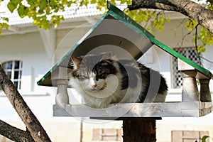 The cat sits in a bird feeder in the park in the estate of Count Leo Tolstoy in Yasnaya Polyana