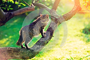 Cat sits on a branch of a tree