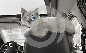 Gatto si siede auto sul passeggeri 