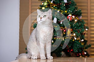 A cat sits elegantly on a table with a Christmas tree in the background
