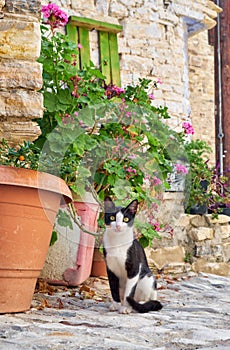 The cat sits by the flowerpot with geranium on the paved street of Pano Lefkara village. Cyprus