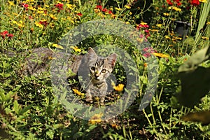 The cat sits in flowers
