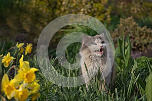 Cat sits in the garden with tongue sticking out.Cute and adorable animals