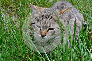 The cat sits in the grass and basks in the sun