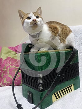 The cat sits on a green accordion. Looks up. The coat is red and white