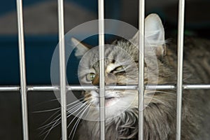 A cat sits in its cage at the animal shelter