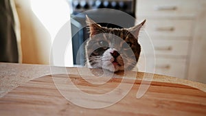 the cat sits and looks at the kitchen table. The cat is looking for something to steal on the table