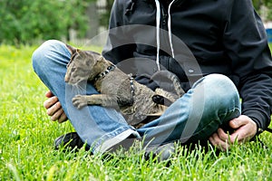 Cat sits on the man's lap