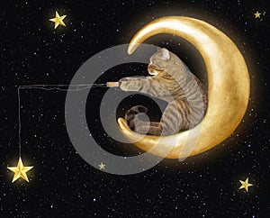 Cat on moon catches stars