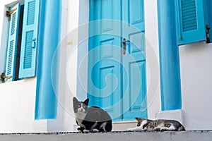 Cat sits near the blue door in street.