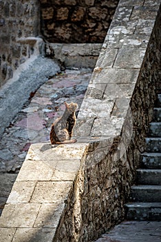 The cat sits on the old stone steps and looks up