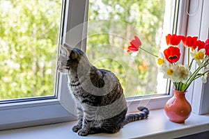 A cat sits on one near bright red white and yellow flowers in a vase. Outside the window is green foliage of trees. sunlight falls