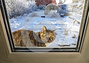 Cat sits outside the window on the windowsill in winter against the background of a snowy winter rural landscape