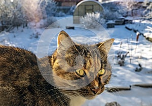 Cat sits outside the window on the windowsill in winter against the background of a snowy winter rural landscape