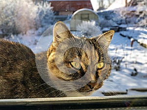 Cat sits outside the window on the windowsill in winter against the background of a snowy winter rural landscape