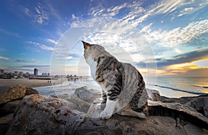 A cat sits on rocks in the background at sunset