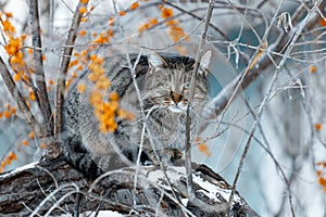 Cat sits on a rowan tree branch on a frosty winter day.