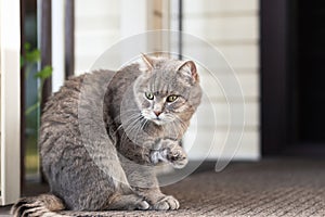 Cat sits on the rug on the steps at the entrance to the farmhouse, raised its front paw and looks away