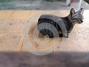 Cat that sits sleepily on the orange tiles. photo