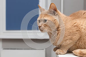 cat sits on the table in the room