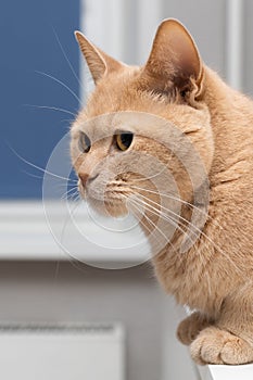 cat sits on the table in the room.