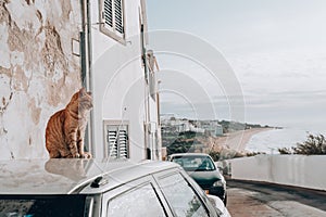 Cat sits on the top of a car rooftop overlooking the Algarve region of Portugal in Albuferia