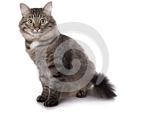 Cat sits on a white background photo