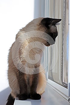 The cat sits at a window