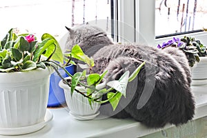 Gato se sienta sobre el. gato más cercano maceta. verde planta en 