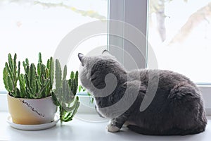 The cat sits on a window. Cat near the flowerpot. green plant in the window