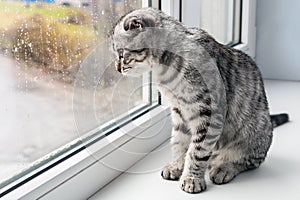 Cat sits on a windowsill