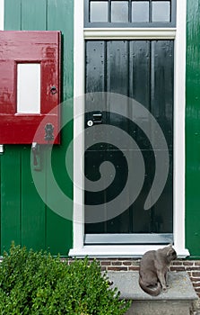 Cat sittin in front of a green door Amsterdam