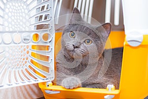 The cat is sitting in an animal carrier . Pet. Transportation of animals. Article about animal transportation. The safety of a pet
