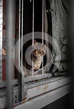 a cat sitting in a barred window frame in an enclosure