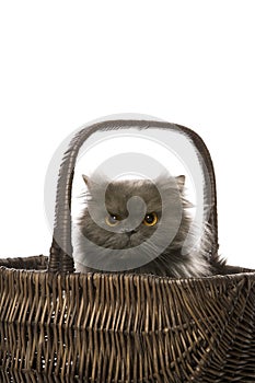 Cat sitting in basket.