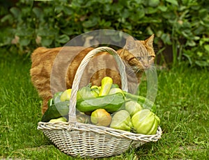 Cat sitting with a basket of ripe tomatoes in the garden