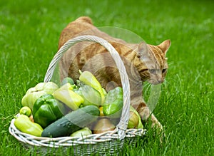 Cat sitting with a basket of ripe tomatoes in the garden in early autumn