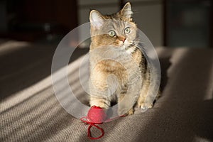 Gatto sul un letto sfera da filo 