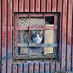 Cat sitting behind bars