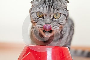 Cat sitting behind the bowl and drinking water