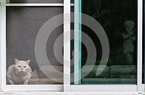 Cat sitting behind the window