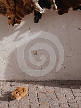 Cat sitting below animal furs in medina, Essaouira, Morocco