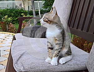 Cat is sitting on the bench on pillow