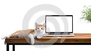 cat sitting with blank laptop on wooden table on white