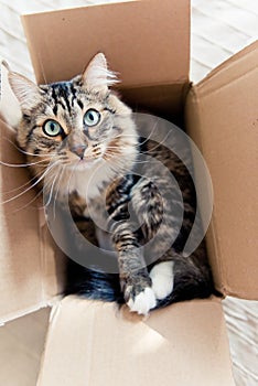 Cat sitting in a box
