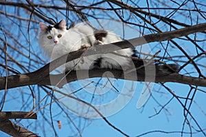 Cat sitting on a branch in winter sunny day